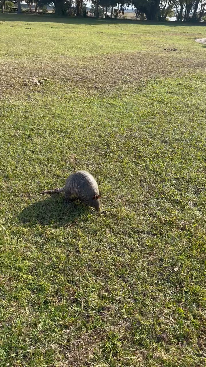 An armadillo snuffling across the sunny lawn