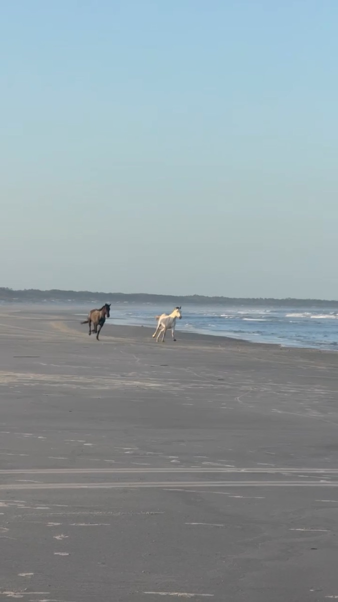 Two wild horses galloping along the beach at the edge of the surf