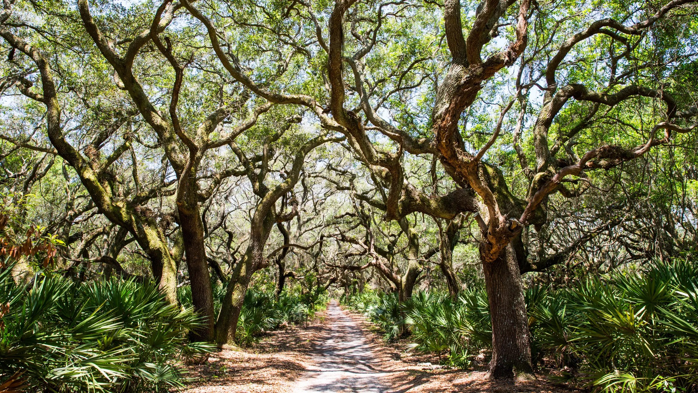 A tunnel of moss-draped live oaks arching over the sandy lane at the Greyfield Inn