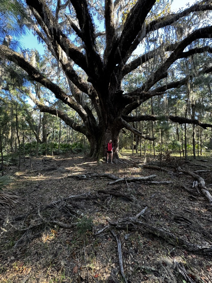 Cat standing in the branches of a huge southern live oak